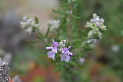 Blüten Okt 19 016.JPG