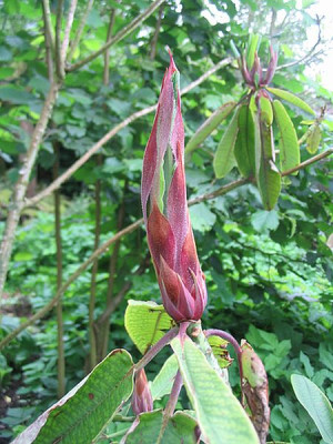 Rhododendron_auriculatum_Neuaustrieb_fars_2007.jpg