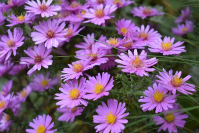 Blüten Okt 19 001.JPG