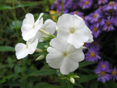 Phlox Herbstschnee.JPG