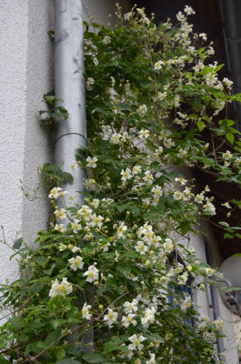 Clematis-Jasper.19-2.jpg