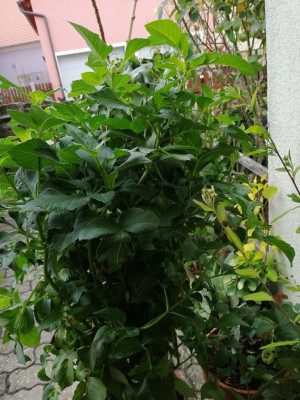 IMG_20191009_115405.jpg