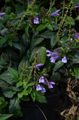 Salvia-unbekannt.19-1.jpg