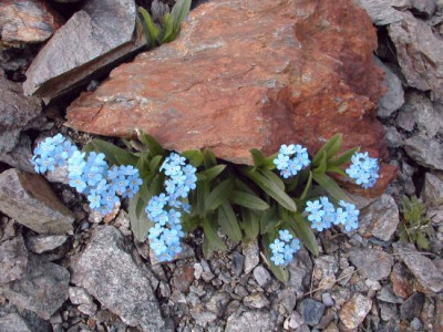 s_myosotis.jpg