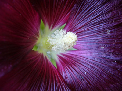 Stockrose.5.JPG