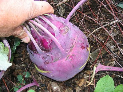 Handballkohlrabi_fars_2007.jpg