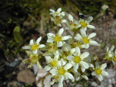 s_saxifraga.jpg