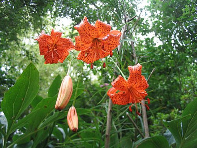 Lilium_davidii_fars_2007.jpg