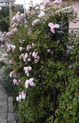 Kirschrose_hab_1.jpg