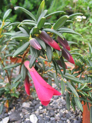 Philesia_magellanica_3_fars_2007.jpg