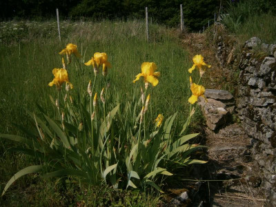 geigersberg mai 17 035.JPG