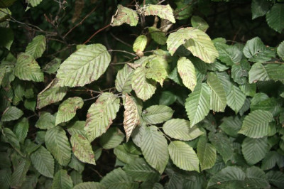 HainbucheIMG_0349jpg.jpg