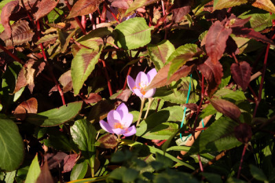 DSCF0239_4189.JPG