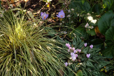 DSCF0240_4188.JPG