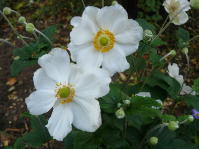 Anemone hupehensis ´Coupe d´Argent  Herbst Anemone.jpg