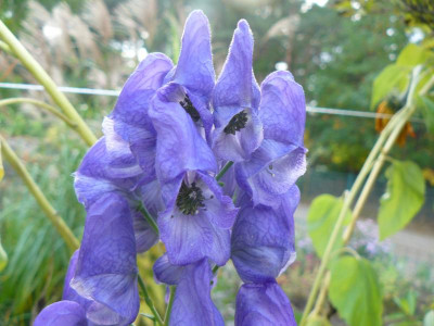 Aconitum carmichaelii 'Arendsii'  Herbst Eisenhut.jpg