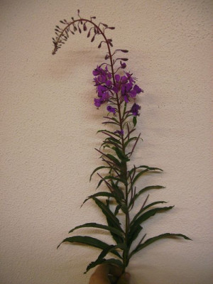 namenlose_Blume.jpg