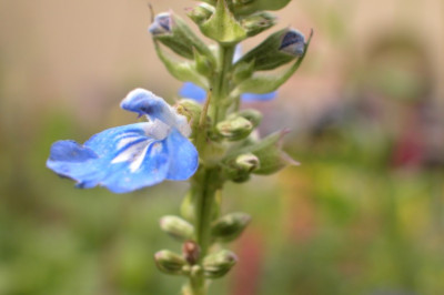 S_uliginosa1.jpg