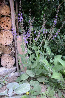 S_virgata1.jpg