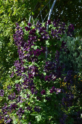 Clematis-Romantika.19-2.jpg