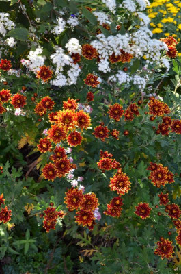Chrysanthemum-rot-gelb.19-1.jpg