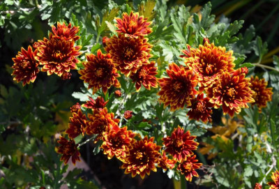 Chrysanthemum-rot-gelb.19-2.jpg