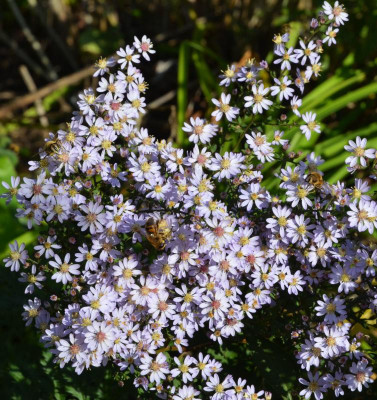 Aster_cordifolius-Ideal.19-2.jpg