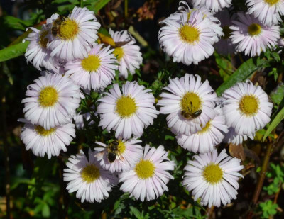 Aster_novae_belgiae-Sämling-hellrosa.19-2.jpg