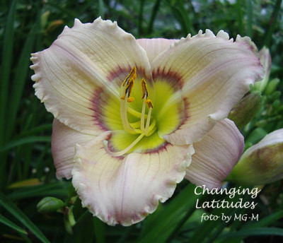 Imgp3482-ChangLati.jpg