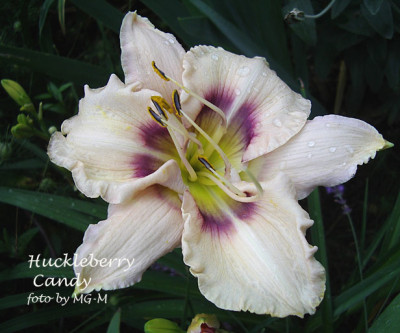 Imgp3518-HuckleCandy.jpg
