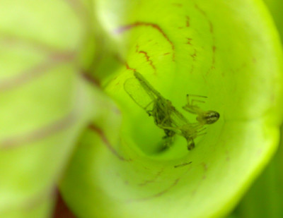 raffinierte_Spinne.jpg