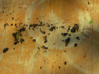 CSI_Gartenteich.jpg