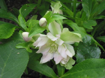 Helleborus_Sommerblueten_07.jpg