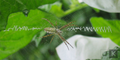 verwirrte-spinne.jpg