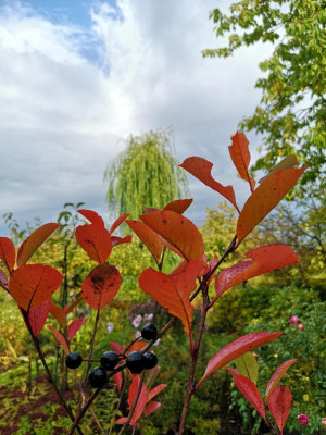 IMG_20191013_144138.jpg
