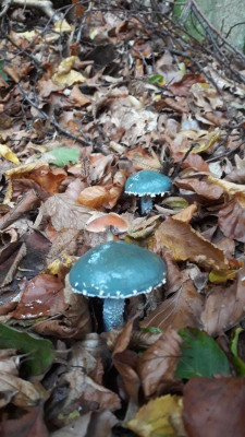 blauwienachnerbuddelrum.jpg