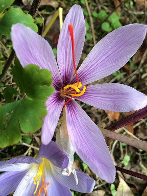 2019 10 13 Sativus  Überraschung.jpg