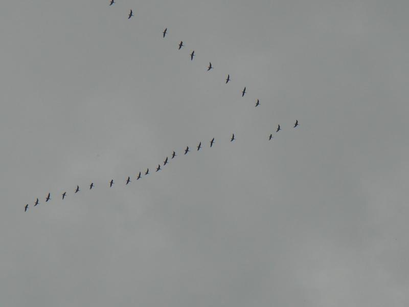 DSC07073.JPG
