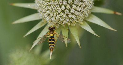 Eryngium-Schwebfliege.jpg