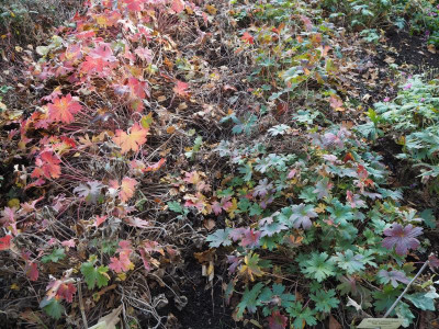 wlassovianum 13.10.19 ue.JPG