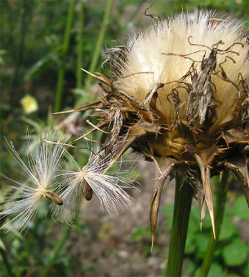 Mariendistel1.JPG