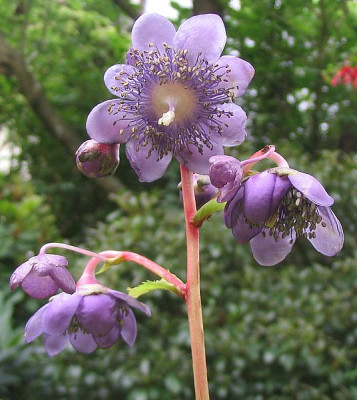 Deinanthe_caerulea_fars_2007.jpg