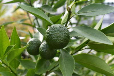 Olive, Mandarine, Feige, Aloe 001.JPG