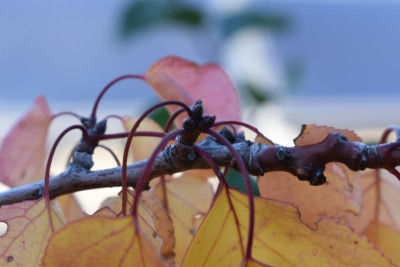 Aprikose Blütenknospen 003.JPG