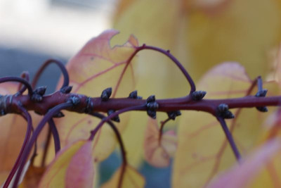 Aprikose Blütenknospen 001.JPG