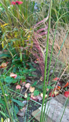 Muhlenbergia capillaris Blüte kommt (2).jpg