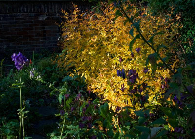 aconitum_vor_gillenia2.jpg