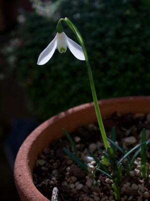galanthus-peshmenii2-13.10.19 (1).jpg