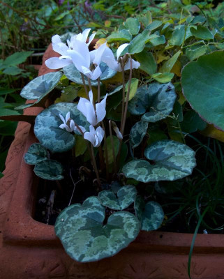 cyclamen-cilicium-album.jpg
