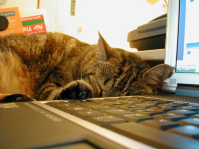 Leo_Laptopwarme.jpg